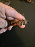 Animal Leather Bracelet Collection